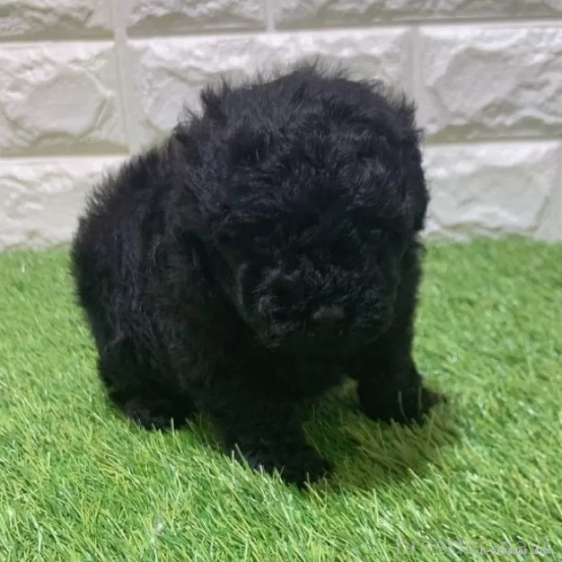 販売中の愛知県のトイプードル-451968の4枚目