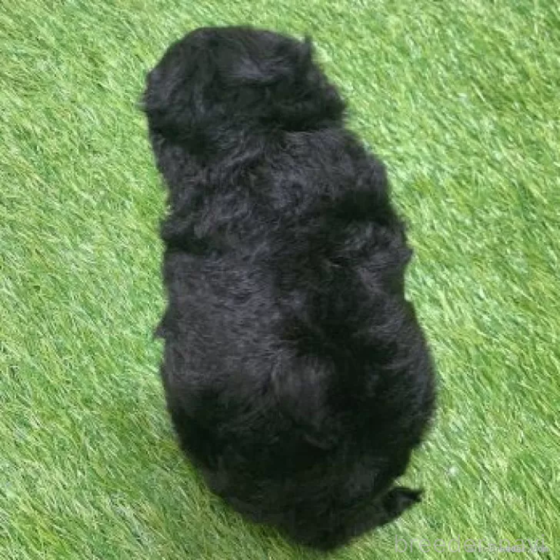 販売中の愛知県のトイプードル-451968の2枚目