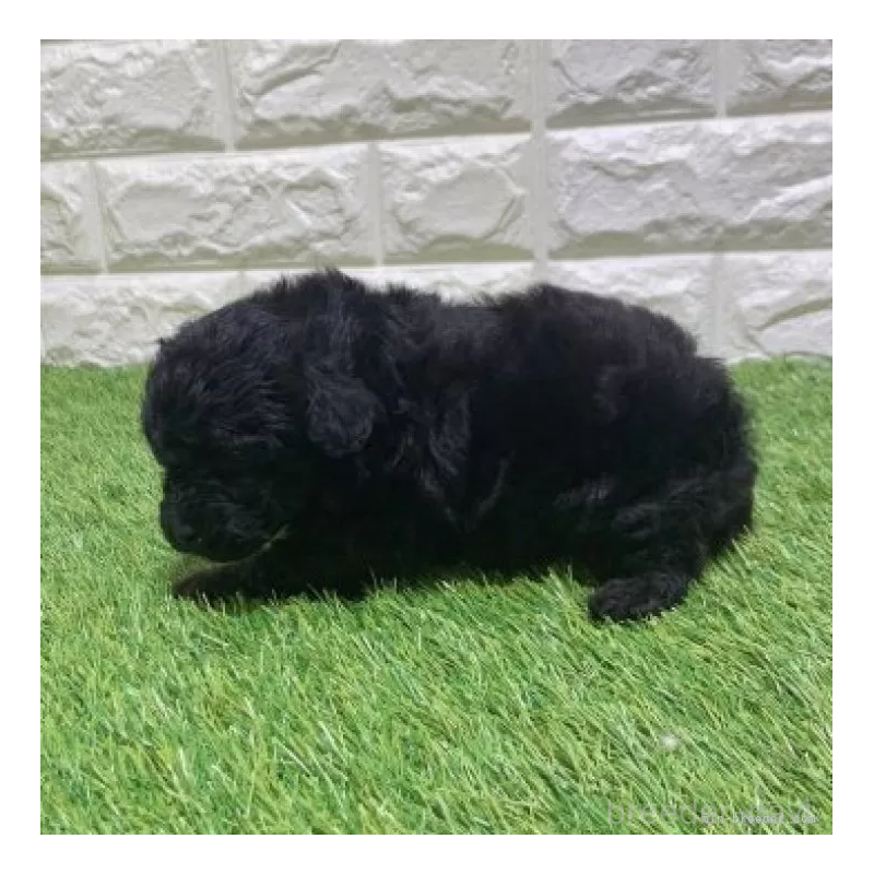 販売中の愛知県のトイプードル-451969の5枚目