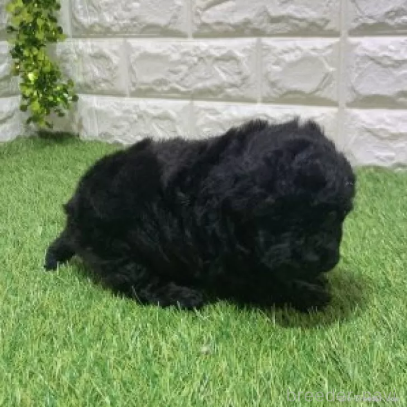 販売中の愛知県のトイプードル-451969の4枚目