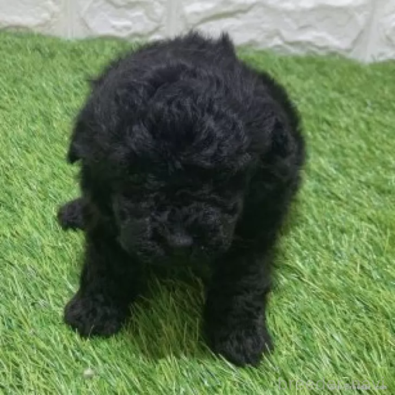 販売中の愛知県のトイプードル-451969の3枚目