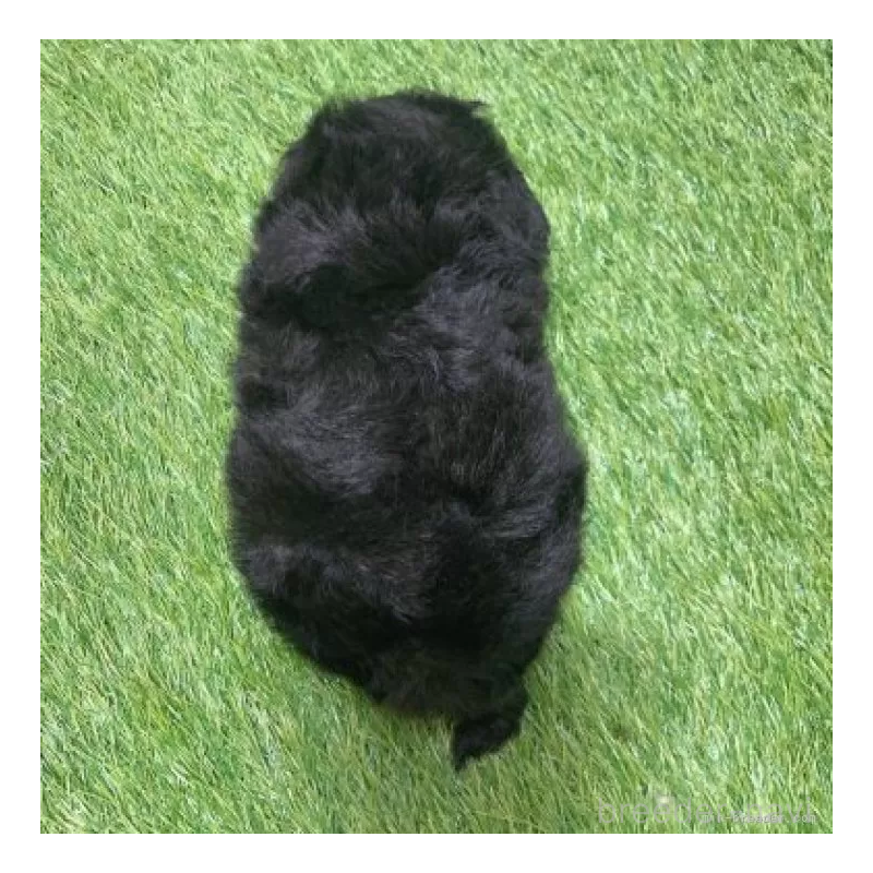 販売中の愛知県のトイプードル-451969の2枚目