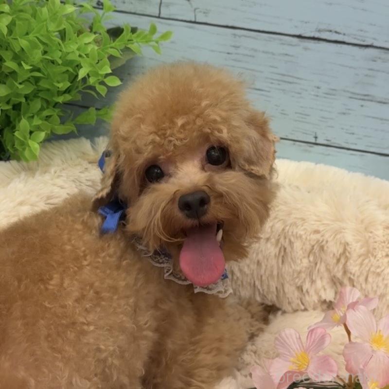 販売中の埼玉県のマルプー:マルチーズ×トイプードル-390443