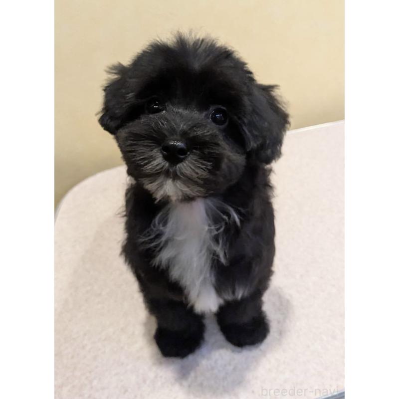 販売中の京都府のミックス犬-444139の5枚目