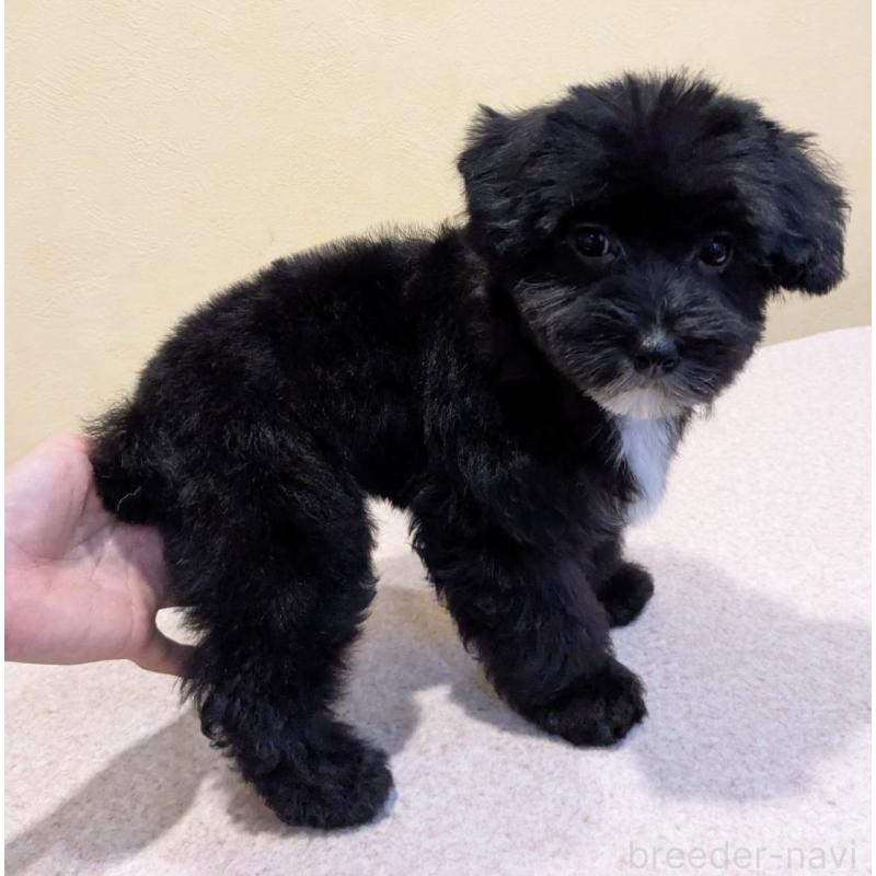 販売中の京都府のミックス犬-444139の4枚目