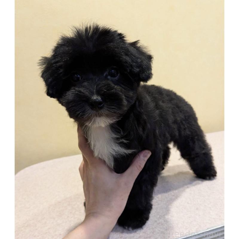 販売中の京都府のミックス犬-444139の3枚目