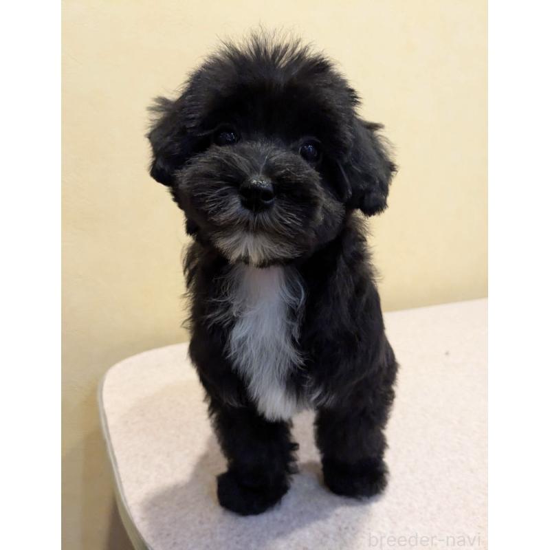 販売中の京都府のミックス犬-444139の2枚目