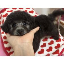 ♀︎タイニープードル