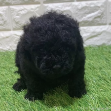 ♀︎トイプードル