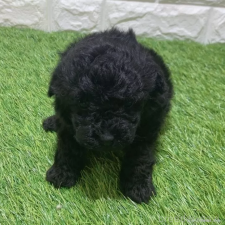 ♀︎トイプードル