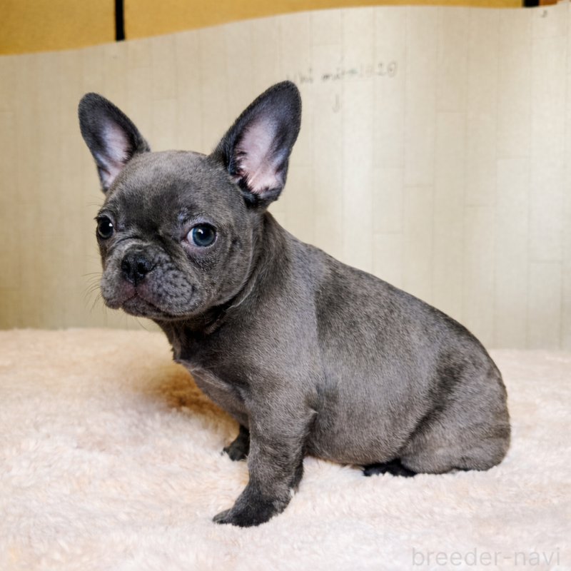 販売中の奈良県のフレンチブルドッグ-451779の12枚目