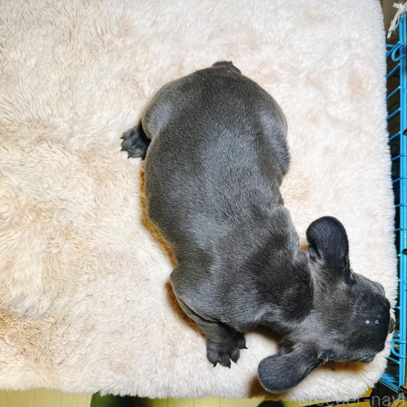 販売中の奈良県のフレンチブルドッグ-451779の11枚目