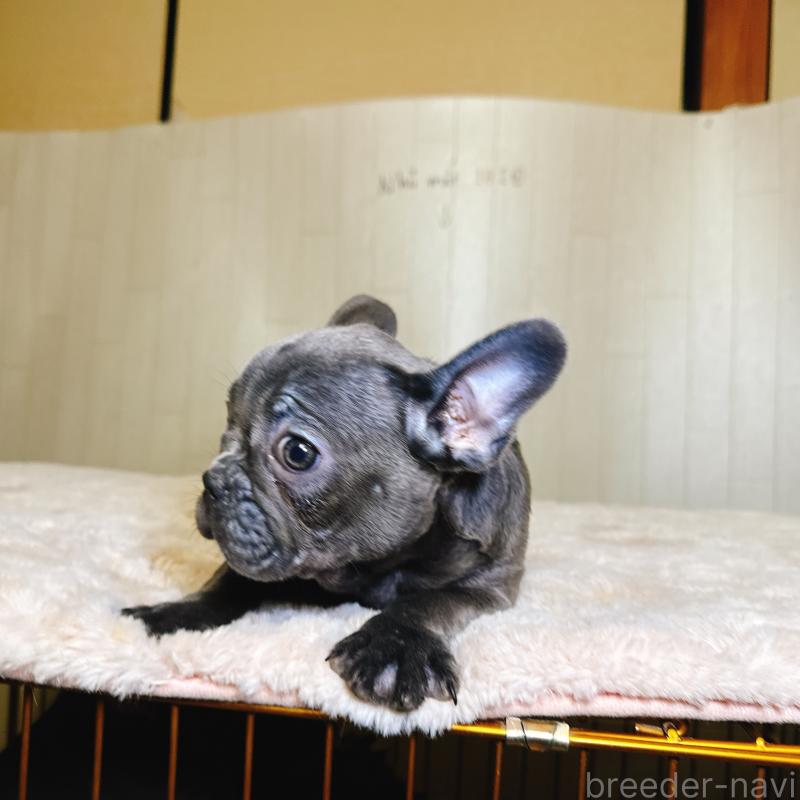販売中の奈良県のフレンチブルドッグ-451779の10枚目