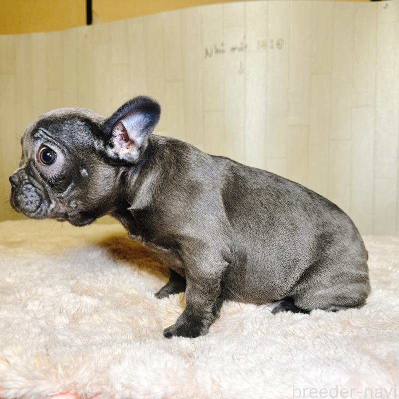 販売中の奈良県のフレンチブルドッグ-451779の9枚目