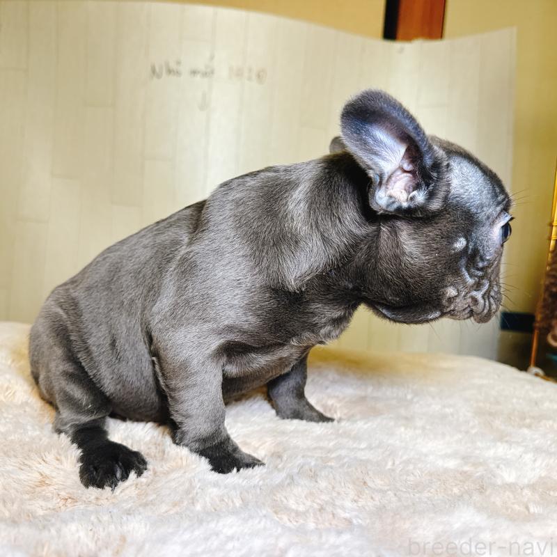 販売中の奈良県のフレンチブルドッグ-451779の8枚目