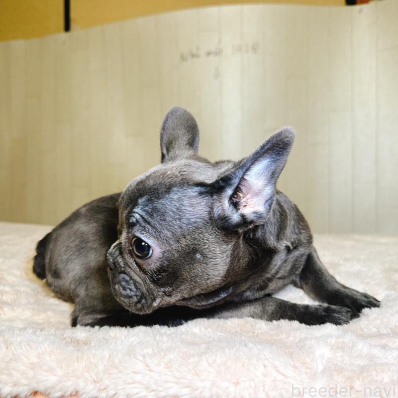 販売中の奈良県のフレンチブルドッグ-451779の7枚目