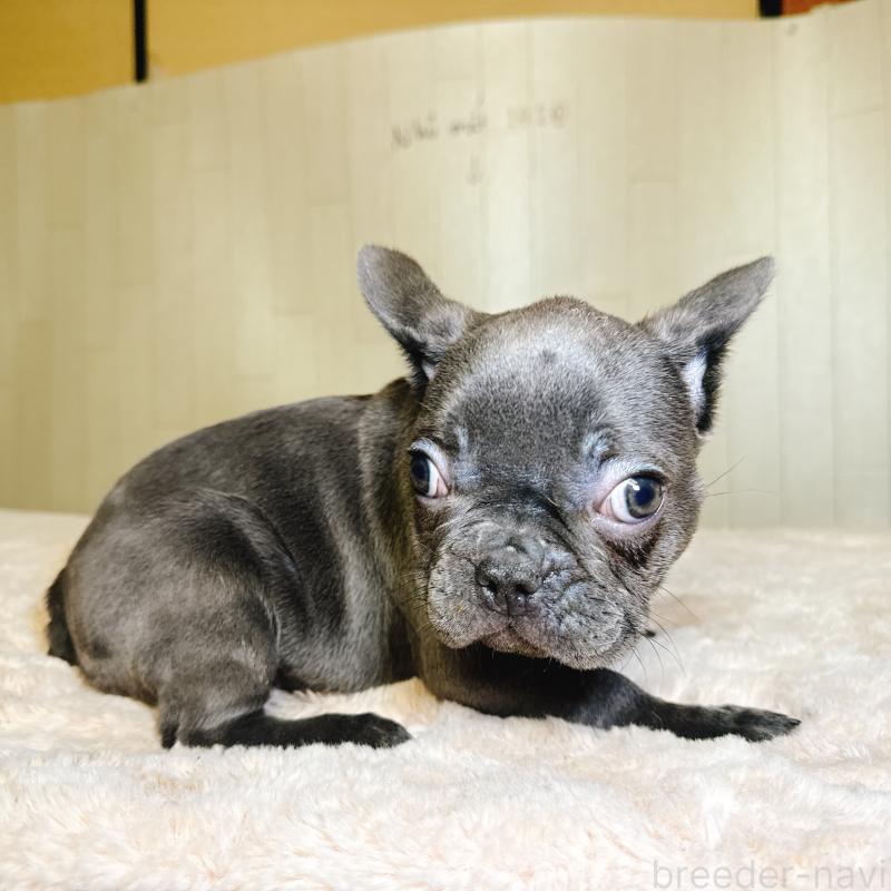 販売中の奈良県のフレンチブルドッグ-451779の6枚目
