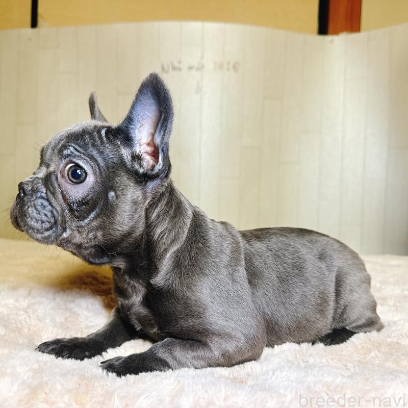 販売中の奈良県のフレンチブルドッグ-451779の5枚目