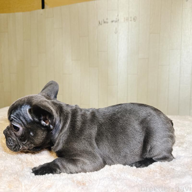 販売中の奈良県のフレンチブルドッグ-451779の4枚目
