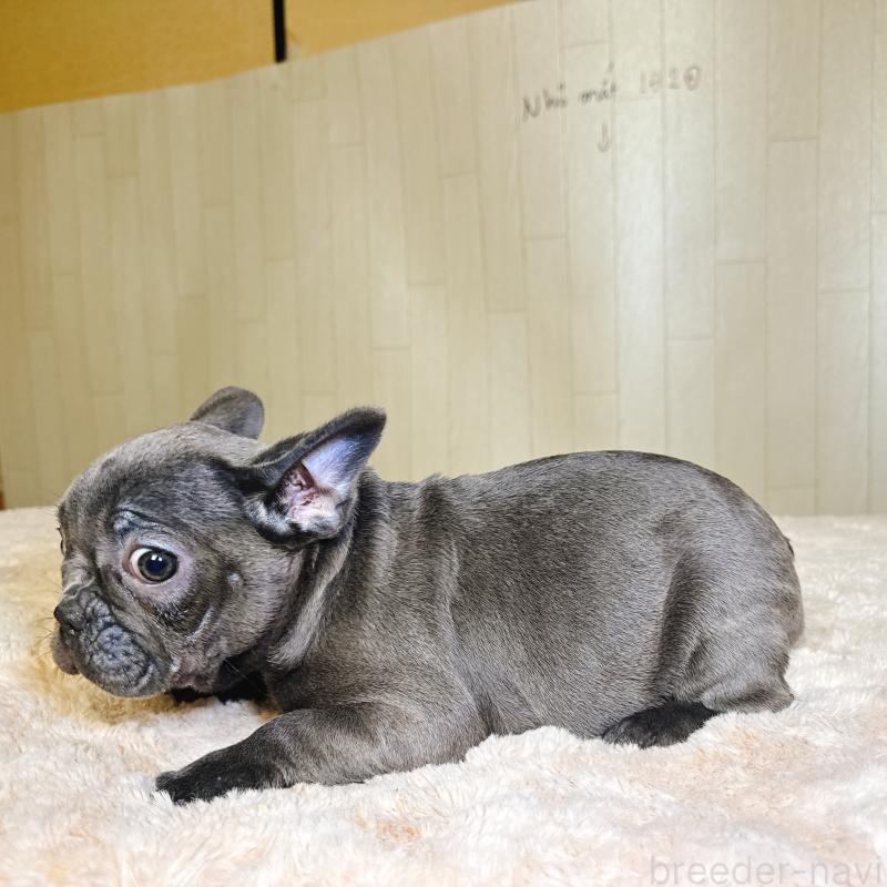 販売中の奈良県のフレンチブルドッグ-451779の3枚目