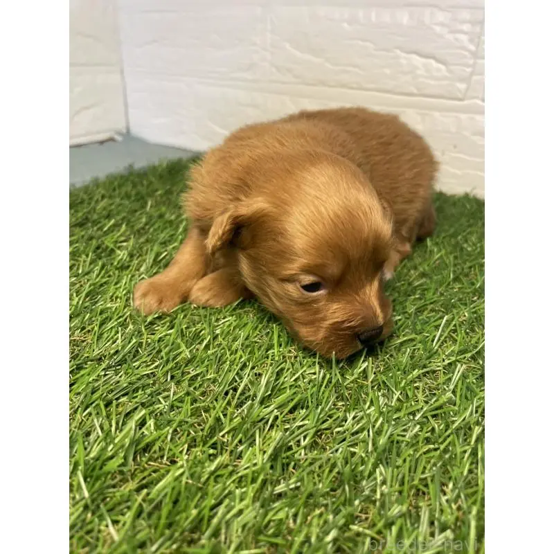 販売中の千葉県のポメプー:ポメラニアン×トイプードル-451780の4枚目