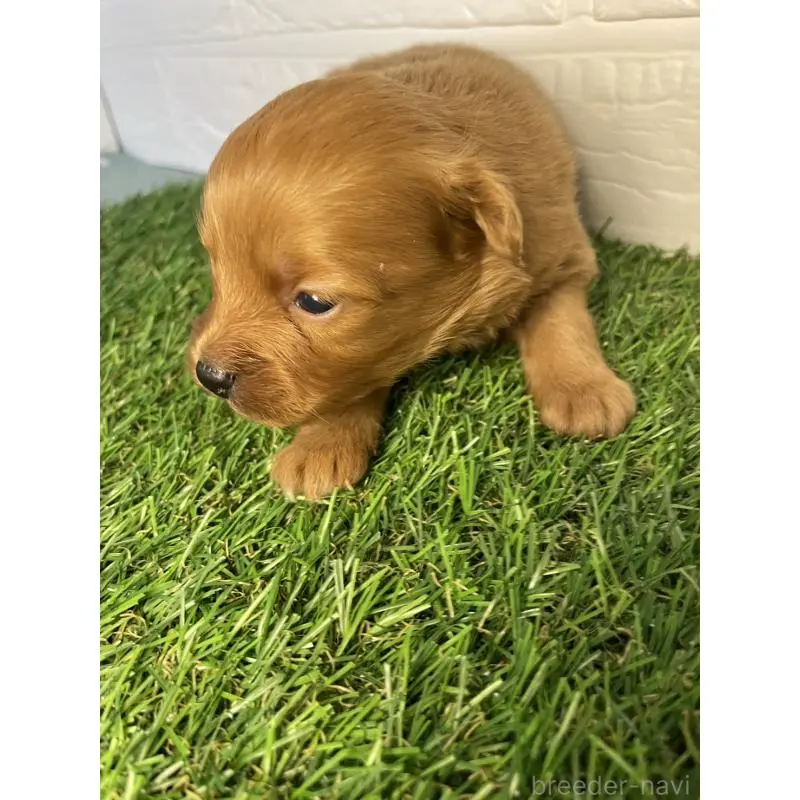 販売中の千葉県のポメプー:ポメラニアン×トイプードル-451780の2枚目