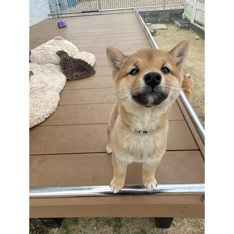 販売中の茨城県の豆柴-431978の6枚目