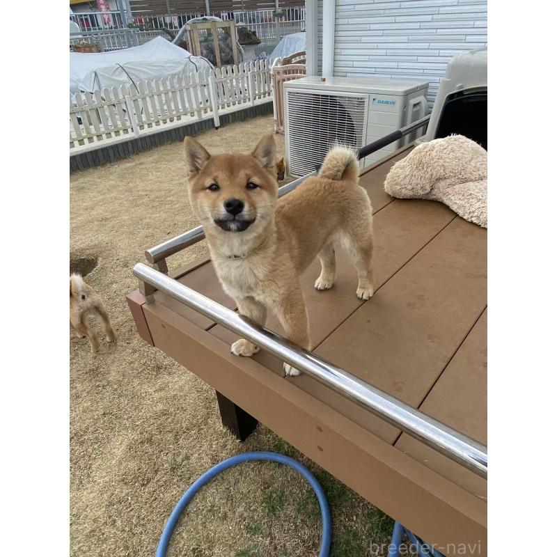 販売中の茨城県の豆柴-431978の5枚目