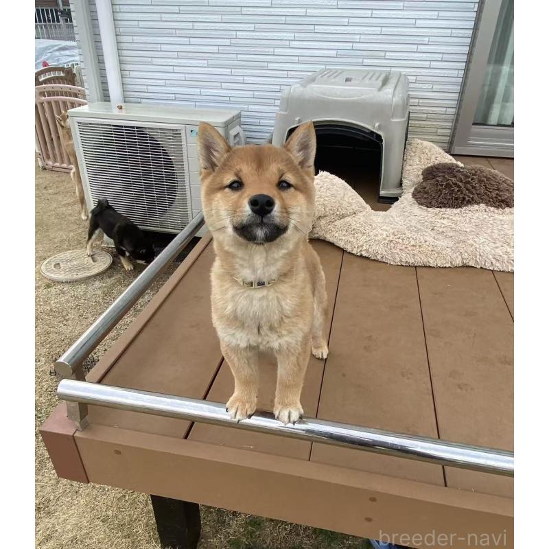 販売中の茨城県の豆柴-431978の4枚目