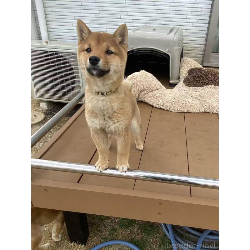 販売中の茨城県の豆柴-431978の3枚目