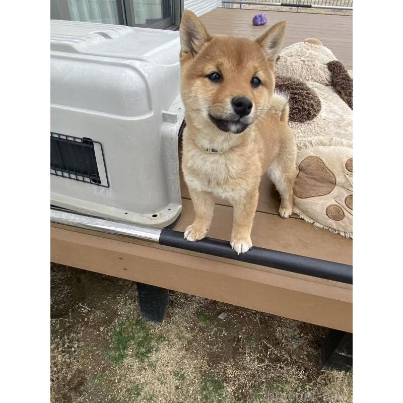 販売中の茨城県の豆柴-431978の2枚目