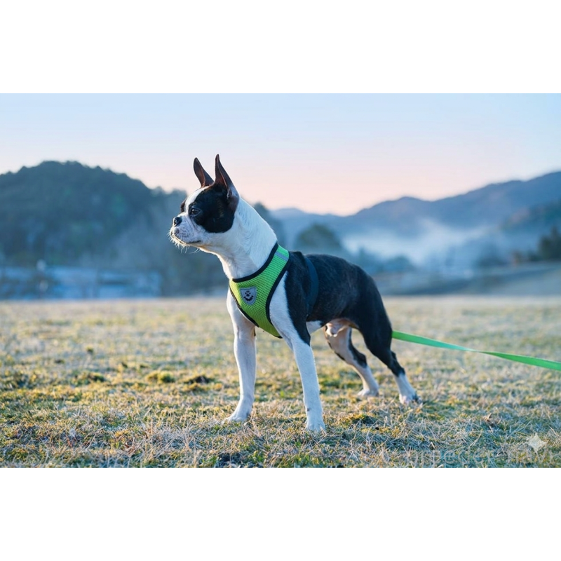 販売中の京都府のボストンテリア-402501の6枚目