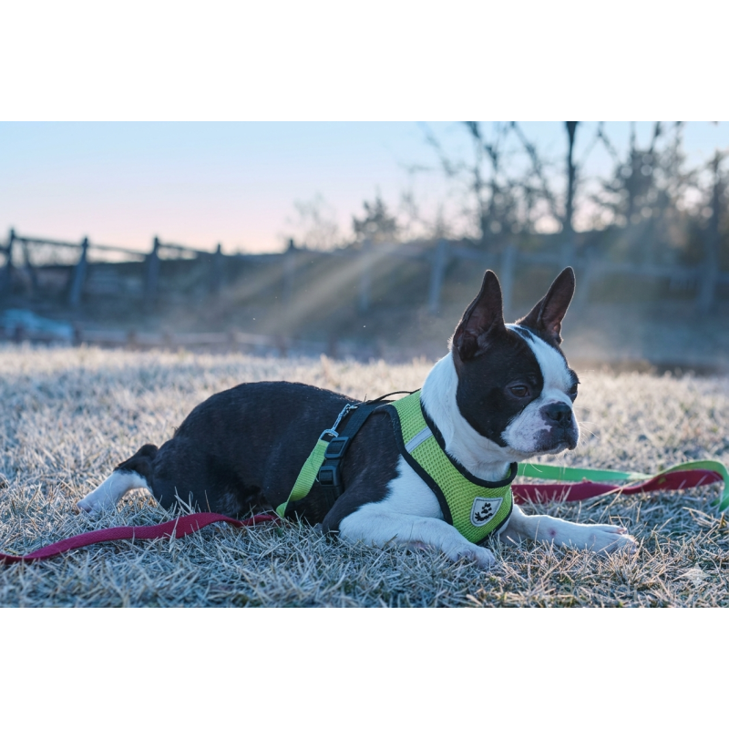 販売中の京都府のボストンテリア-402501の5枚目