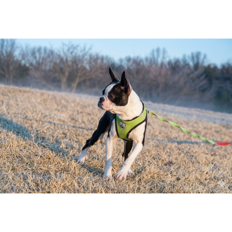 販売中の京都府のボストンテリア-402501の4枚目