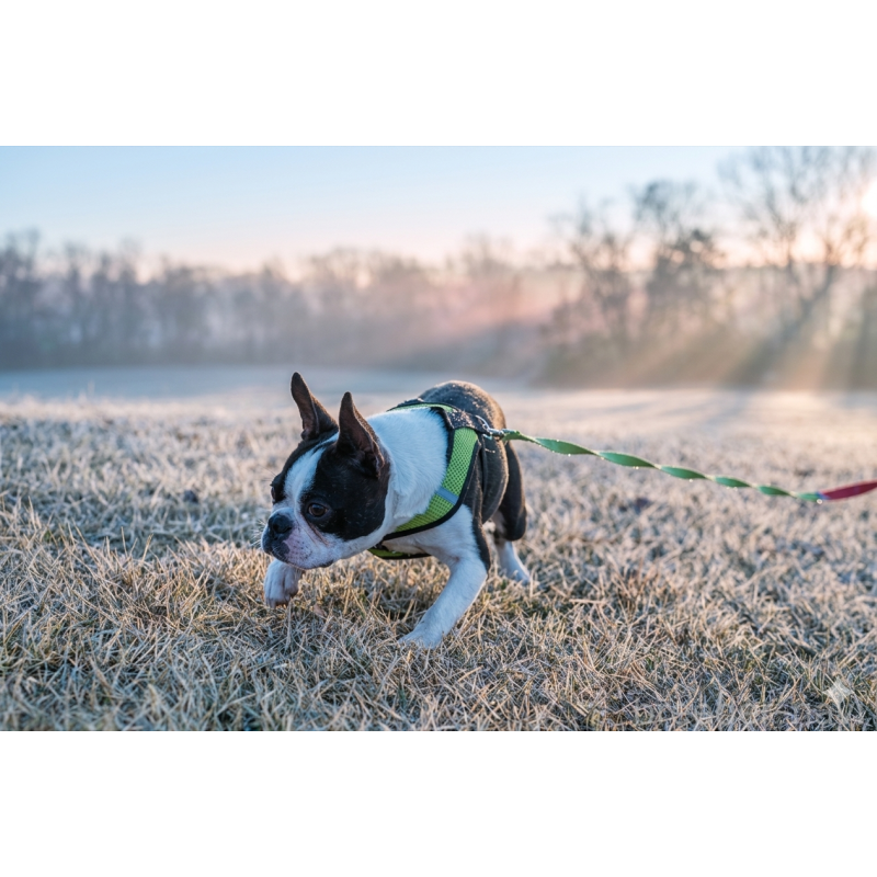 販売中の京都府のボストンテリア-402501の3枚目