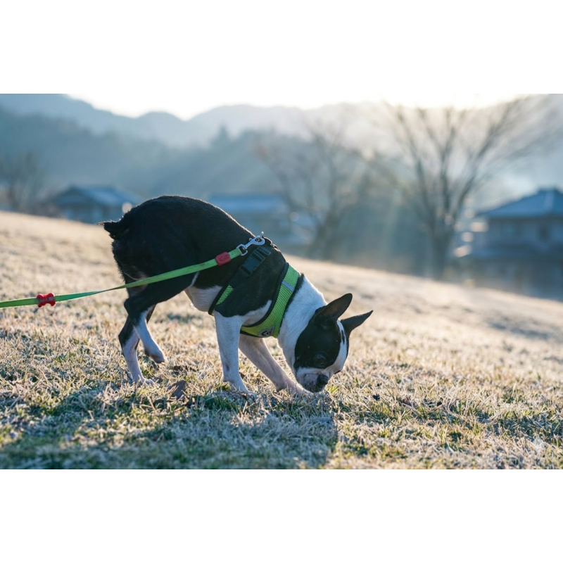 販売中の京都府のボストンテリア-402501の2枚目