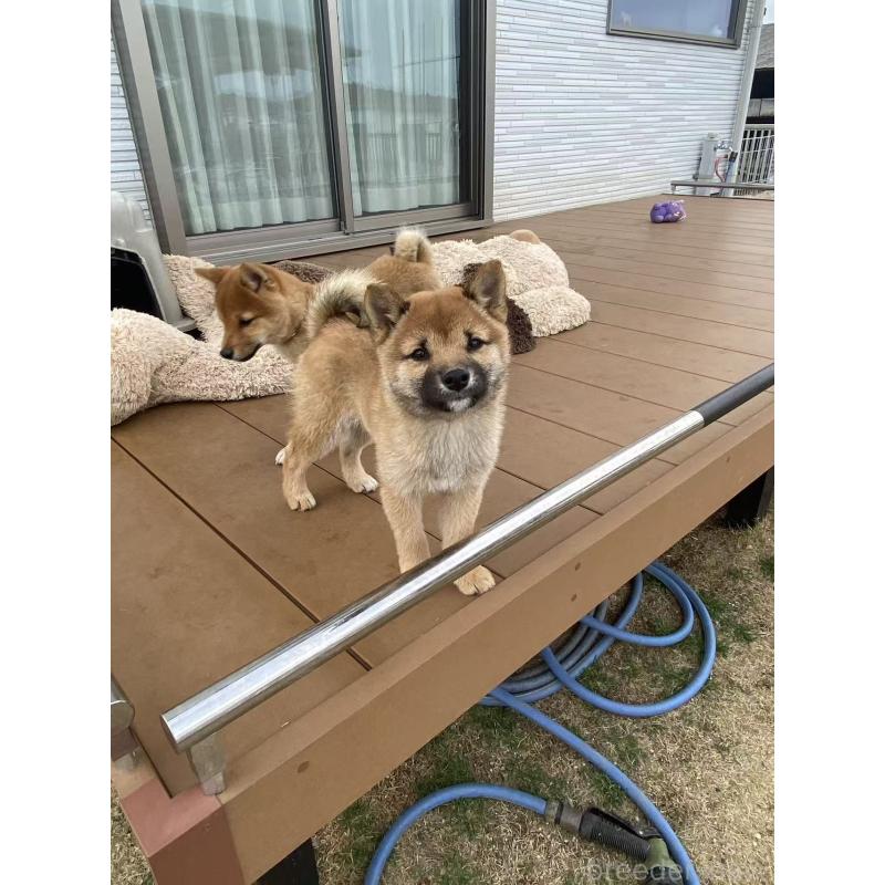 販売中の茨城県の豆柴-433211の8枚目