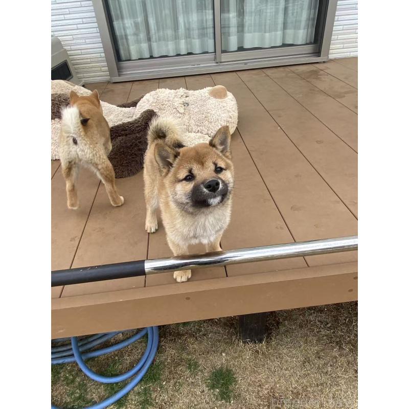 販売中の茨城県の豆柴-433211の7枚目