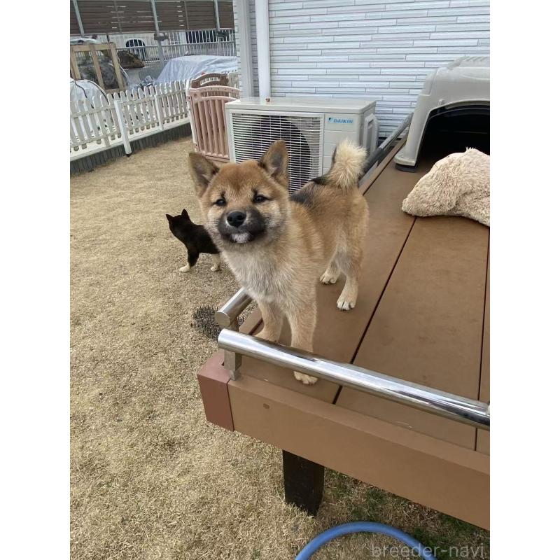 販売中の茨城県の豆柴-433211の6枚目