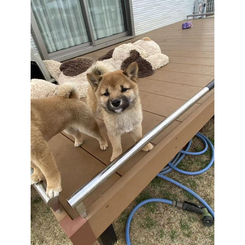 販売中の茨城県の豆柴-433211の5枚目