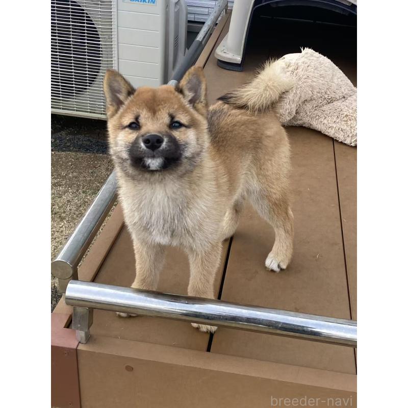 販売中の茨城県の豆柴-433211の4枚目