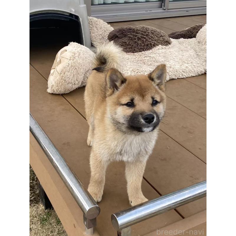 販売中の茨城県の豆柴-433211の3枚目