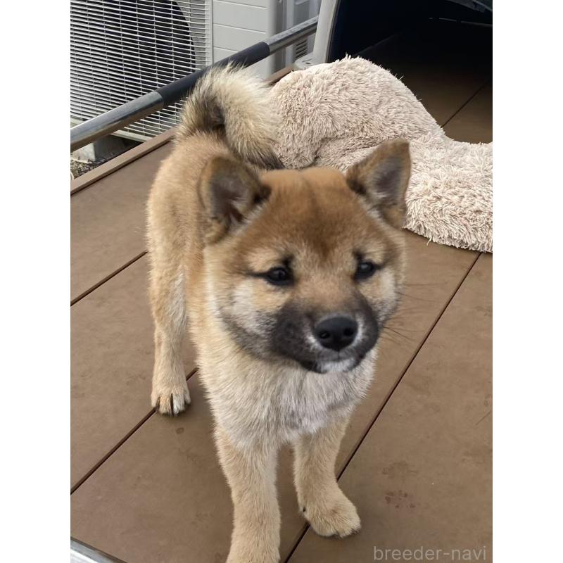 販売中の茨城県の豆柴-433211の2枚目