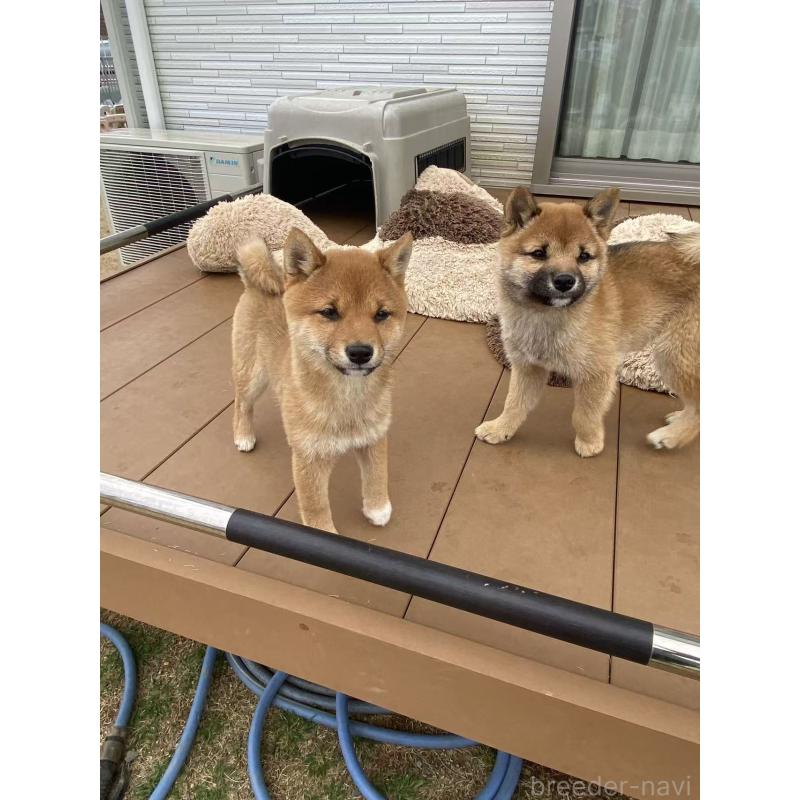 販売中の茨城県の豆柴-431977の7枚目