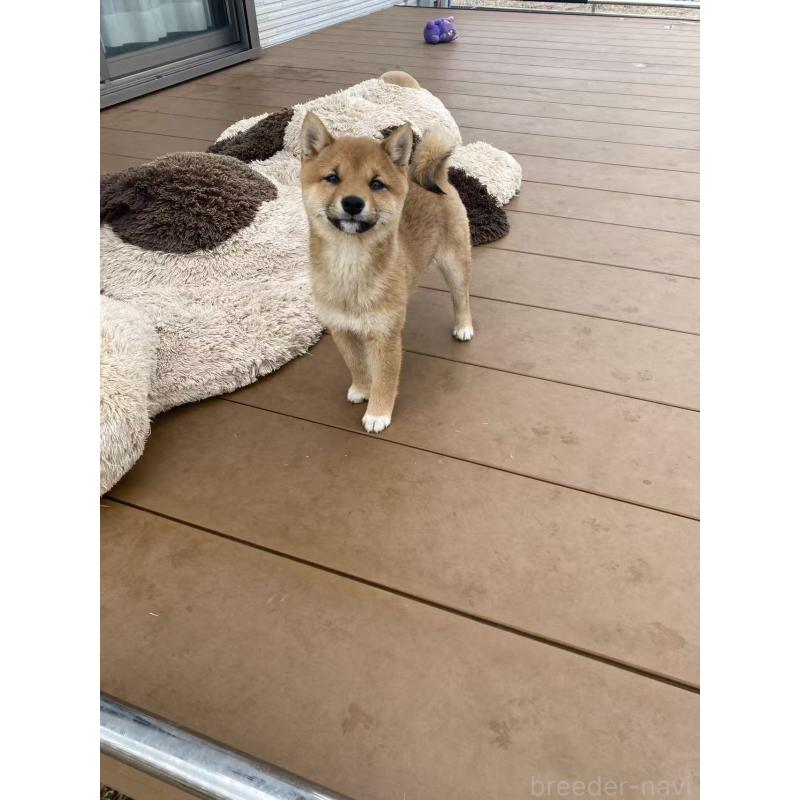 販売中の茨城県の豆柴-431977の6枚目