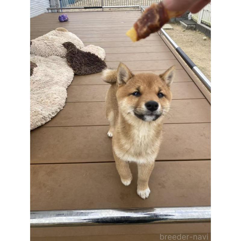 販売中の茨城県の豆柴-431977の5枚目