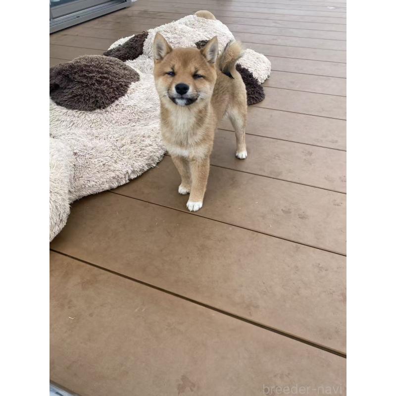 販売中の茨城県の豆柴-431977の4枚目