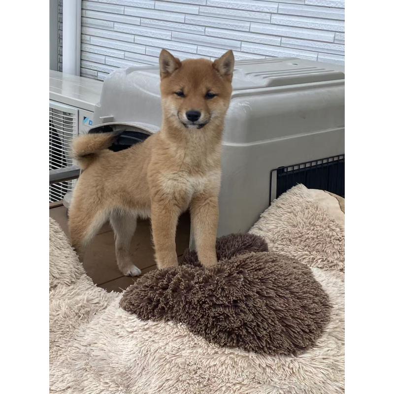 販売中の茨城県の豆柴-431977の3枚目