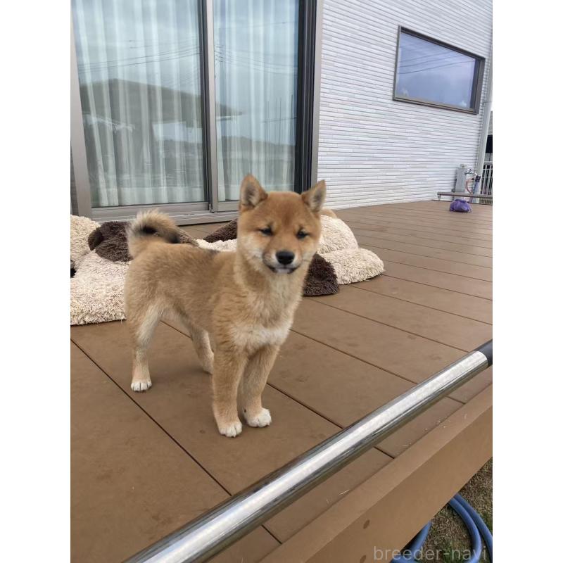 販売中の茨城県の豆柴-431977の2枚目