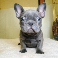 ♀︎フレンチブルドッグ
